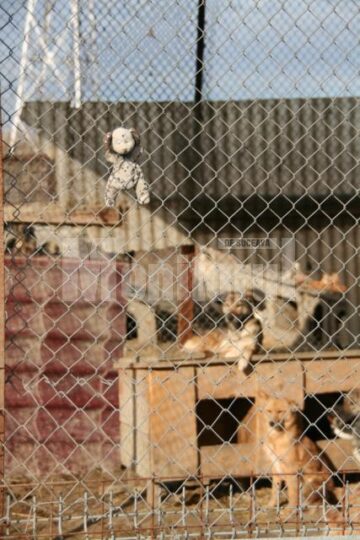 Apel: Peste 1.300 de câini așteaptă să fie adoptați în adăpostul din Lunca Sucevei