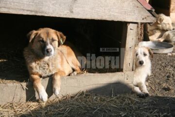 Apel: Peste 1.300 de câini așteaptă să fie adoptați în adăpostul din Lunca Sucevei