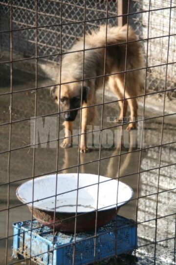 Apel: Peste 1.300 de câini așteaptă să fie adoptați în adăpostul din Lunca Sucevei