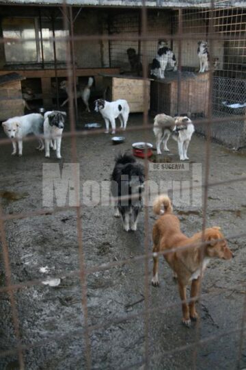 Apel: Peste 1.300 de câini așteaptă să fie adoptați în adăpostul din Lunca Sucevei