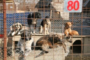 Apel: Peste 1.300 de câini așteaptă să fie adoptați în adăpostul din Lunca Sucevei
