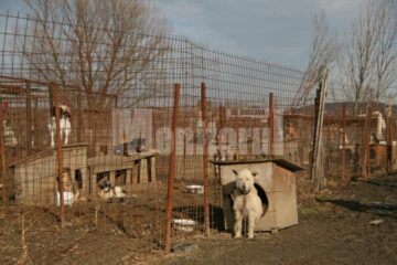 Apel: Peste 1.300 de câini așteaptă să fie adoptați în adăpostul din Lunca Sucevei