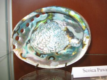 Scoica Pawa