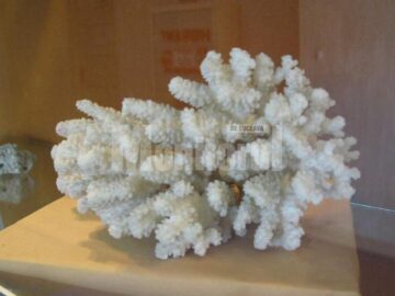 Coral alb