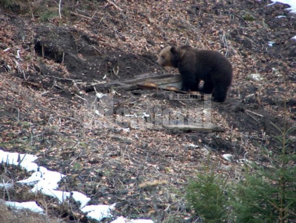 Urșii din pădurile Sucevei vor fi vedete pe National Geographic