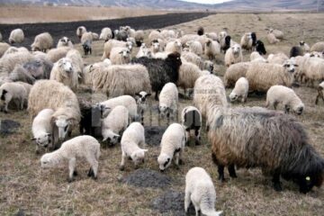 Crescătorii de oi din județul Suceava găsesc din ce în ce mai greu ciobani