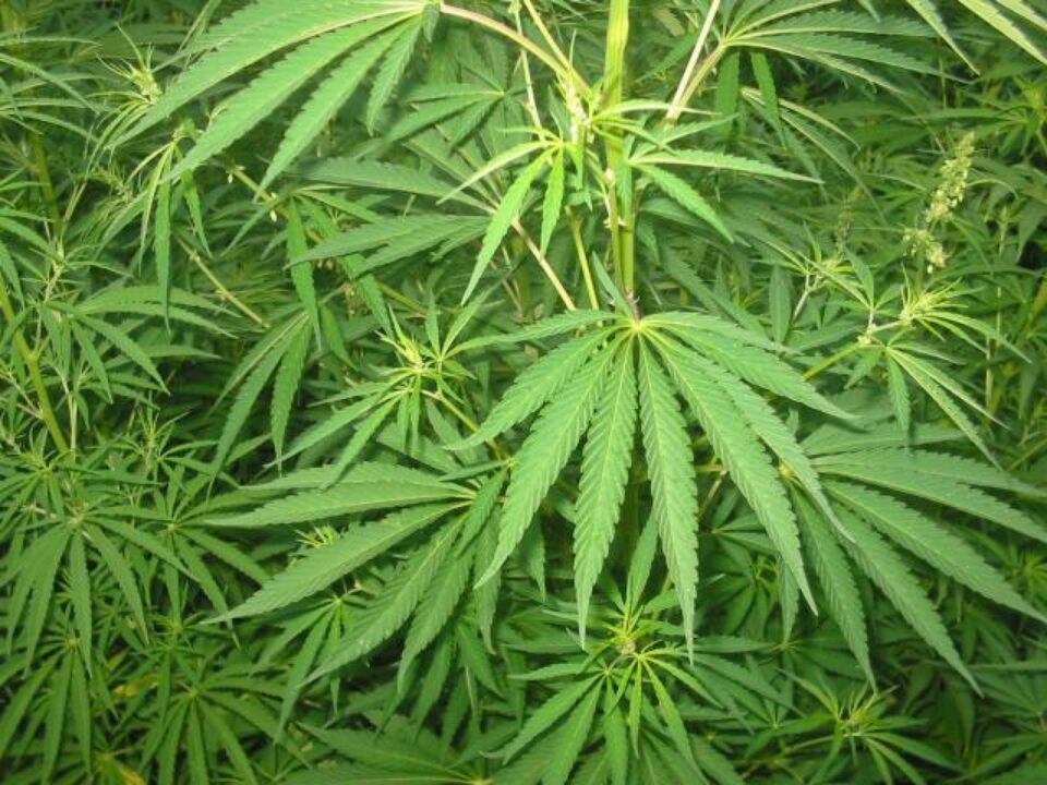 Risc crescut de tulburări psihice pentru consumatorii de canabis