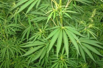 Risc crescut de tulburări psihice pentru consumatorii de canabis