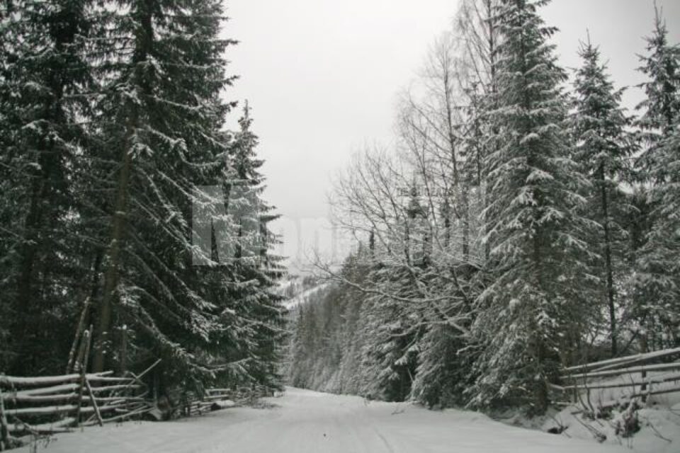 Suspansul în privința celor 166.813 hectare de pădure va mai continua alți câțiva ani