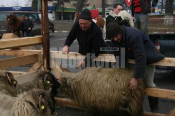 Expozitii de pasari si animale de rasa la Agro Expo Bucovina 2011