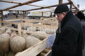 Expozitii de pasari si animale de rasa la Agro Expo Bucovina 2011