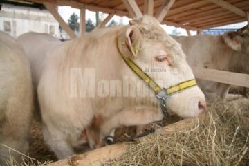 Expozitii de pasari si animale de rasa la Agro Expo Bucovina 2011