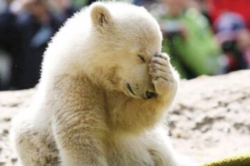 Knut, celebrul urs polar, a murit la grădina zoologică din Berlin