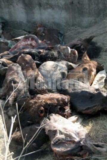 80 de capete de cai au fost aruncate în lunca Sucevei, în apropierea viitorului pod al șoselei de centură