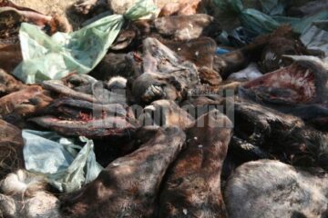 80 de capete de cai au fost aruncate în lunca Sucevei, în apropierea viitorului pod al șoselei de centură