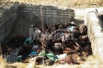 80 de capete de cai au fost aruncate în lunca Sucevei, în apropierea viitorului pod al șoselei de centură