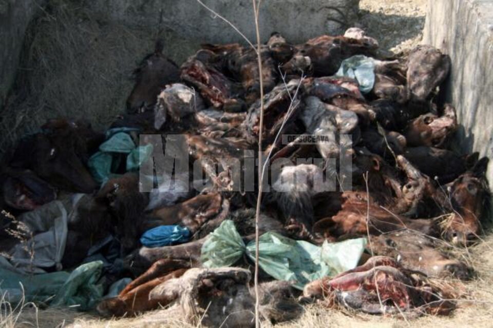 80 de capete de cai au fost aruncate în lunca Sucevei, în apropierea viitorului pod al șoselei de centură 80 de capete de cai au fost aruncate în lunca Sucevei, în apropierea viitorului pod al șoselei de centură