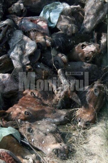 80 de capete de cai au fost aruncate în lunca Sucevei, în apropierea viitorului pod al șoselei de centură