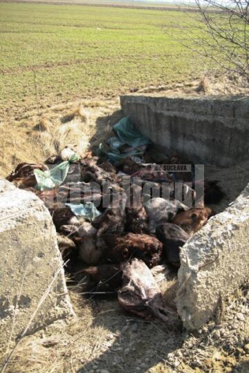 80 de capete de cai au fost aruncate în lunca Sucevei, în apropierea viitorului pod al șoselei de centură