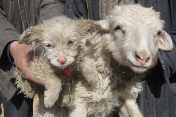 Cățelușul și oaia care l-ar fi fătat Imagine: Daily Mail