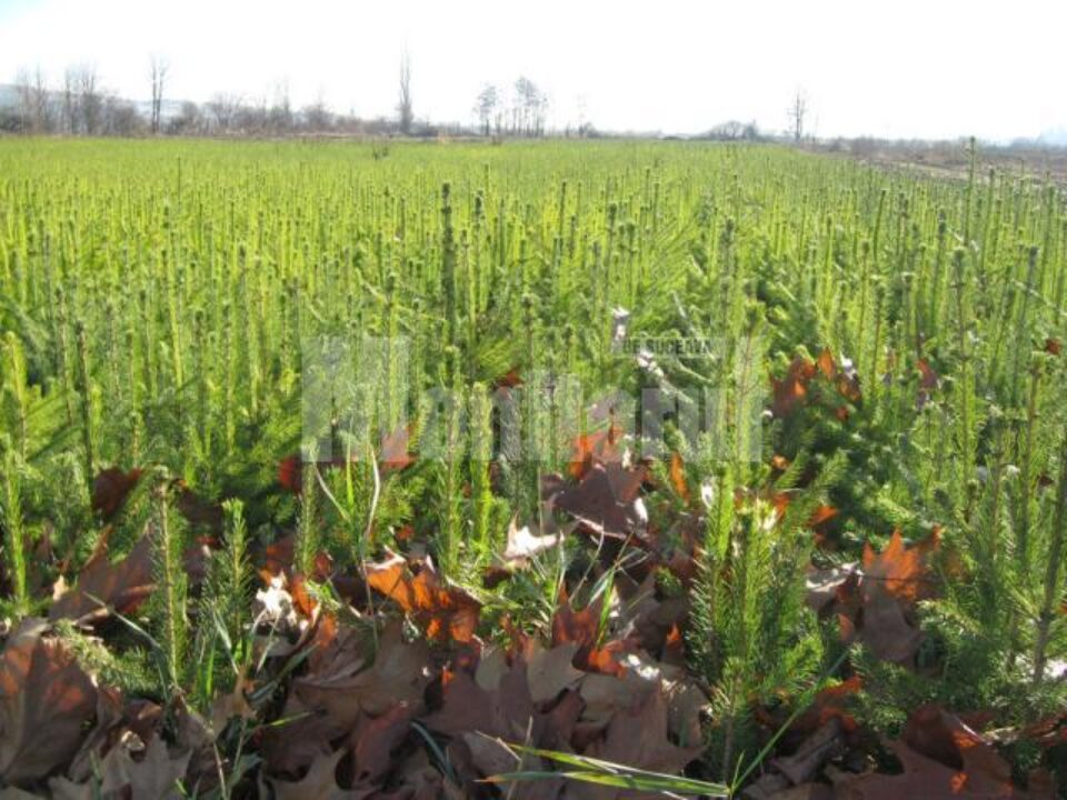 Pentru lucrările de împădurire de anul acesta sunt necesari peste 6 milioane de puieți de arbori