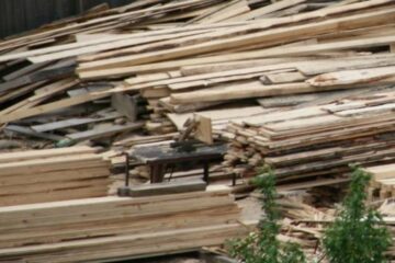 Ministrul Mediului va propune ca orice furt de lemn din păduri să fie pedepsit cu închisoarea