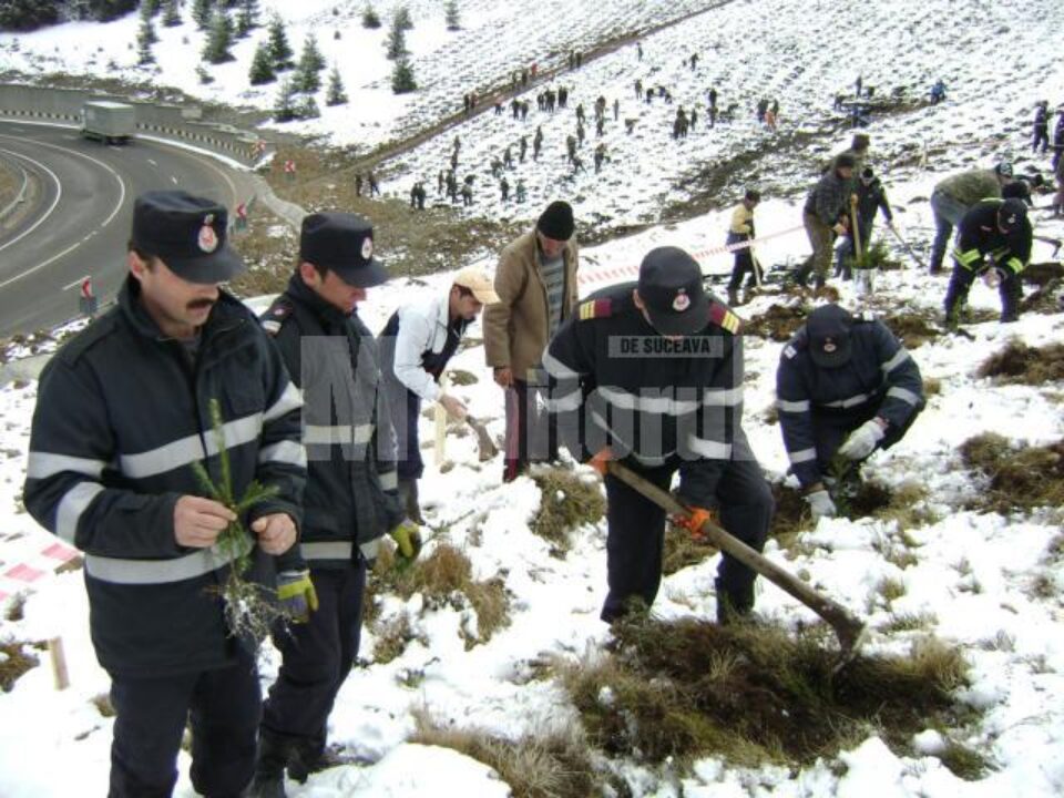 La acțiune au participat sute de silvicultori și cadre ale ISU Suceava