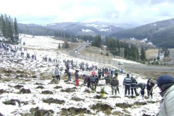 O armată de oameni, pe Mestecăniș, într-o acțiune de împădurire