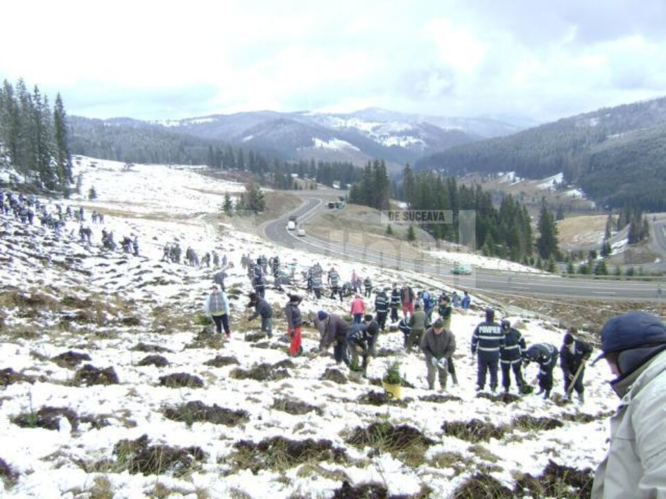 O armată de oameni, pe Mestecăniș, într-o acțiune de împădurire