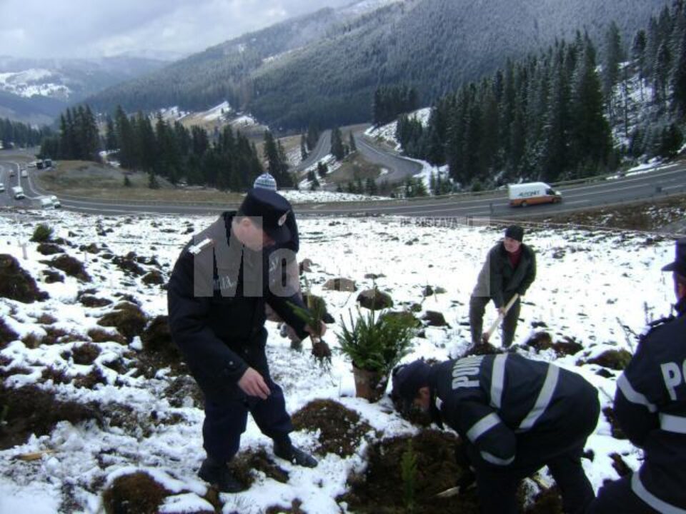 Acțiunea face parte din campania "Luna Plantării Arborilor"