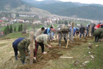 Dealurile care au luat-o la vale la inundații, împădurite cu salcâm și frasin