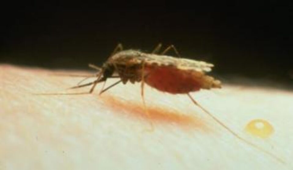 Malaria se transmite prin înțepătura țânțarilor Foto: descopera.ro