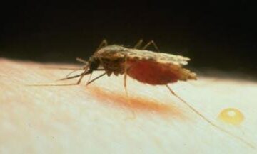 Malaria se transmite prin înțepătura țânțarilor Foto: descopera.ro