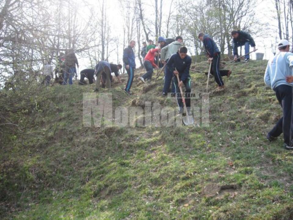 Un hectar de teren aparținând Primăriei Boroaia a fost împădurit cu puieți de salcâm