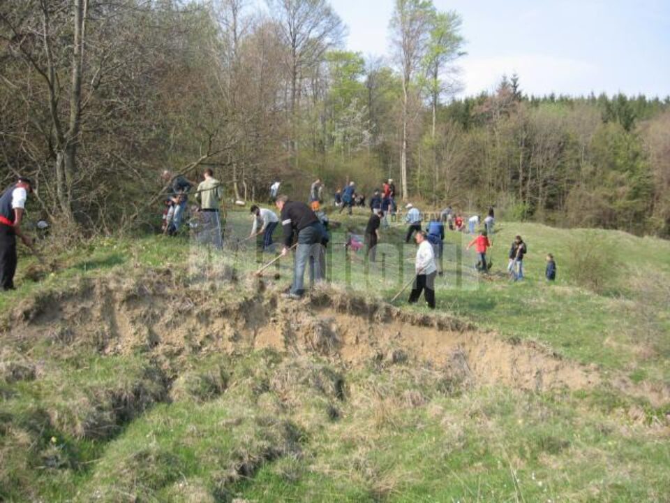 Un hectar de teren aparținând Primăriei Boroaia a fost împădurit cu puieți de salcâm