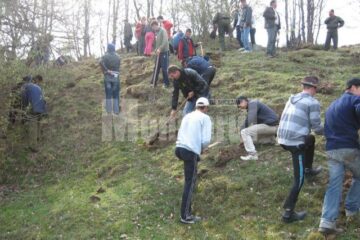 Un hectar de teren aparținând Primăriei Boroaia a fost împădurit cu puieți de salcâm