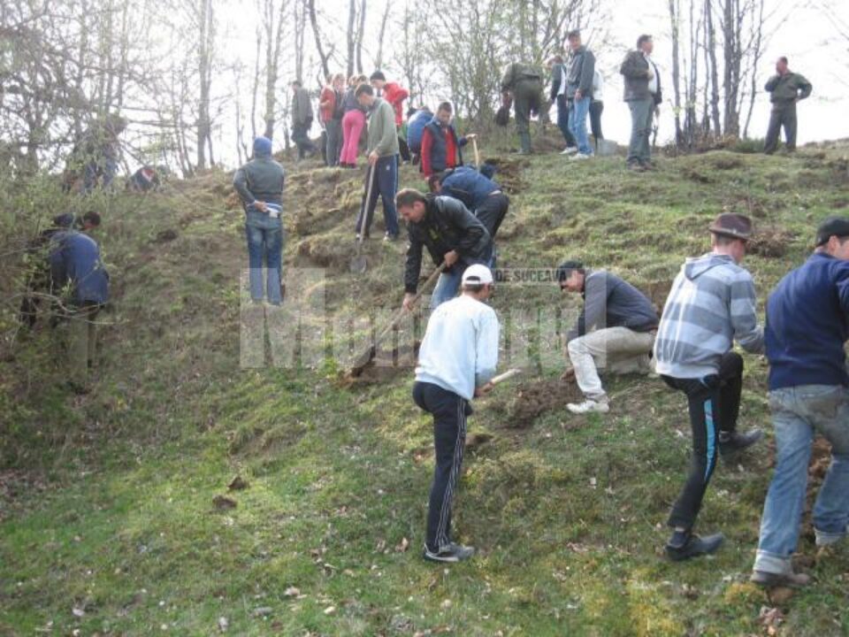 Un hectar de teren aparținând Primăriei Boroaia a fost împădurit cu puieți de salcâm