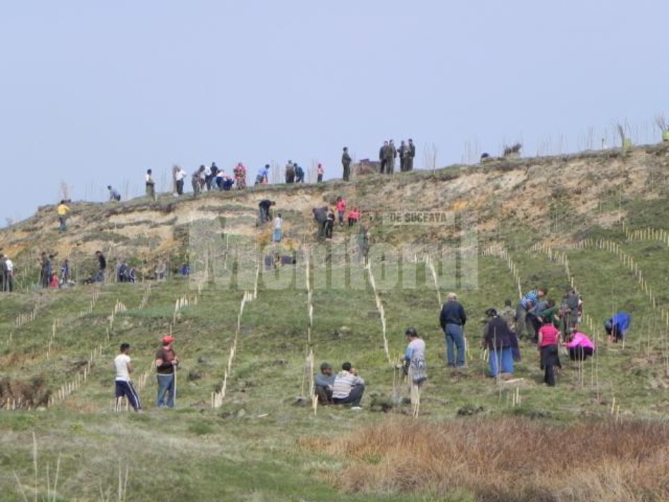 Cinci mii de puieți de salcâm, plantați la Voitinel