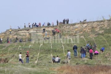 Cinci mii de puieți de salcâm, plantați la Voitinel