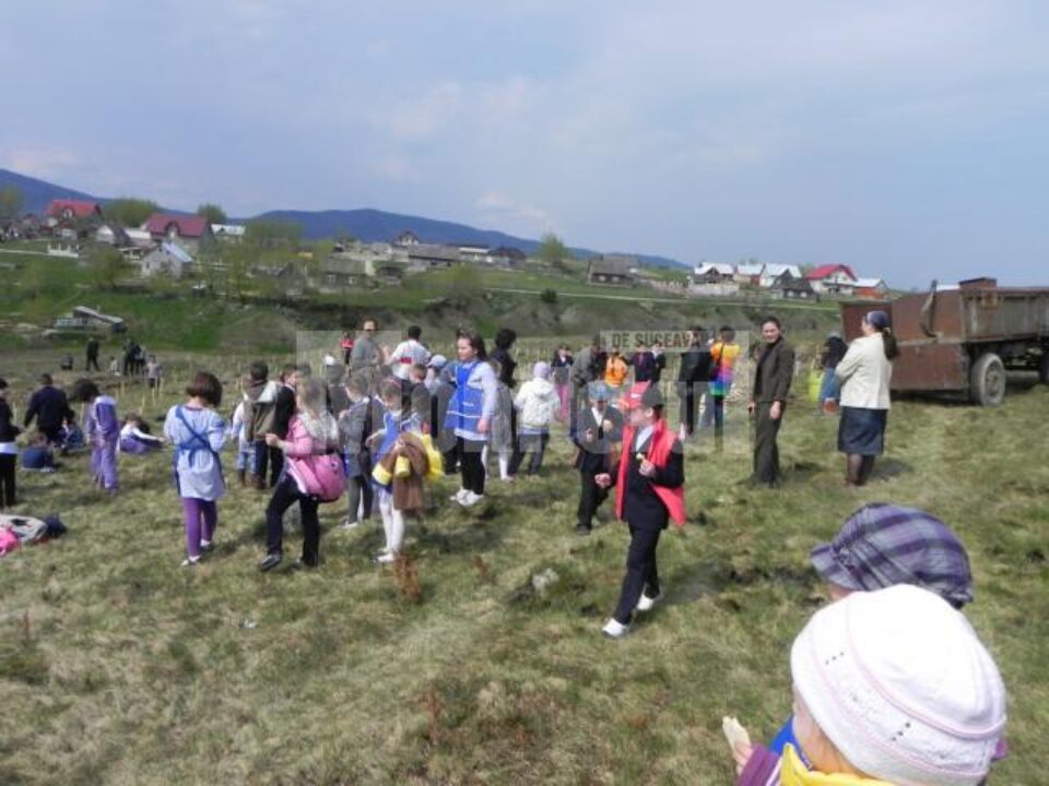 Cinci mii de puieți de salcâm, plantați la Voitinel