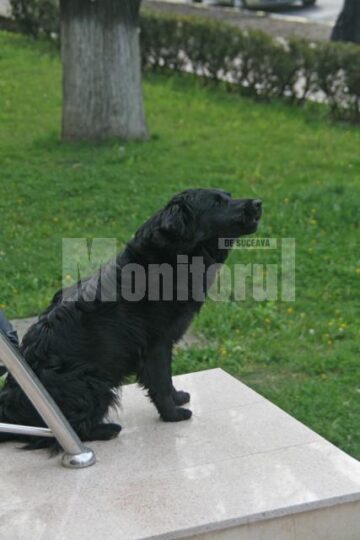 Un câine scheuna a jale