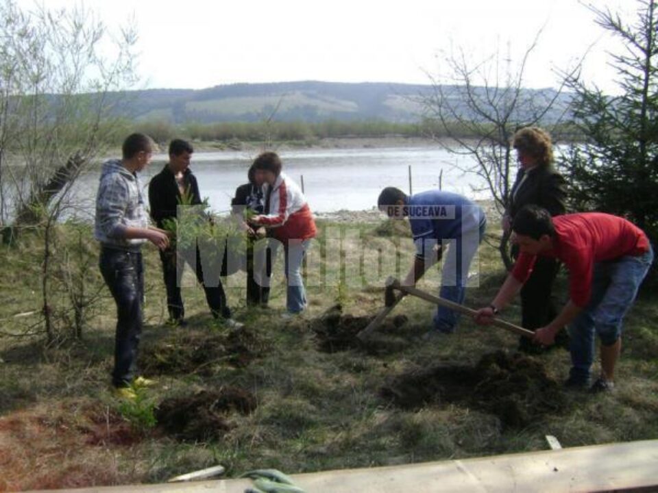 Elevii de la Școala „Sf. Andrei” din Gura Humorului, la acțiunea de împădurire