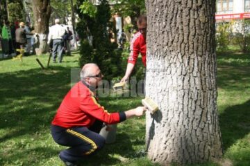 Social-democrații au văruit copacii și au curățat spațiile verzi
