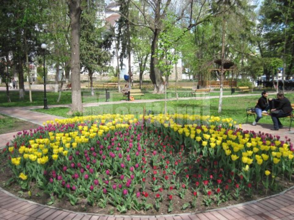 În Rădăuți, mii de lalele înflorite