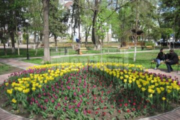 În Rădăuți, mii de lalele înflorite