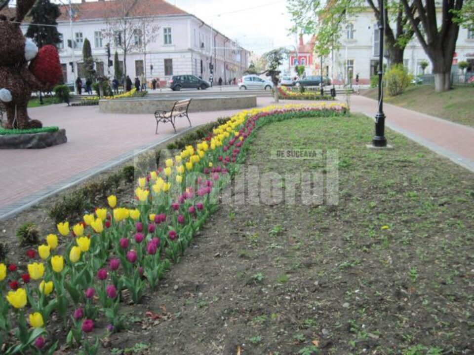 În Rădăuți, mii de lalele înflorite
