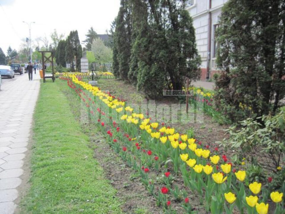 În Rădăuți, mii de lalele înflorite