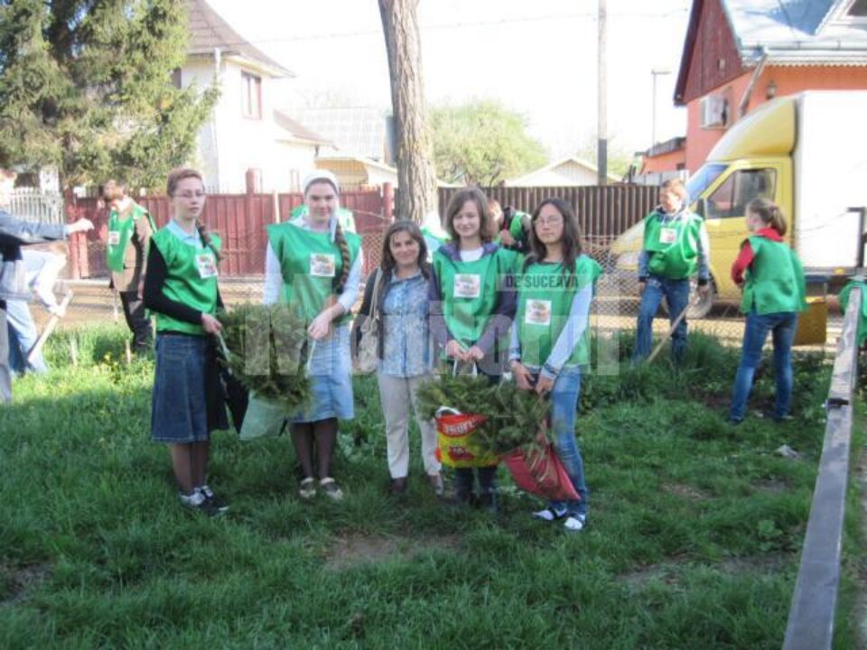 Elevii din Volovăț au plantat 200 de brazi în curtea școlii