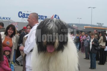 Câinii Ciobănești, vedetele concursului de la Shopping City Suceava