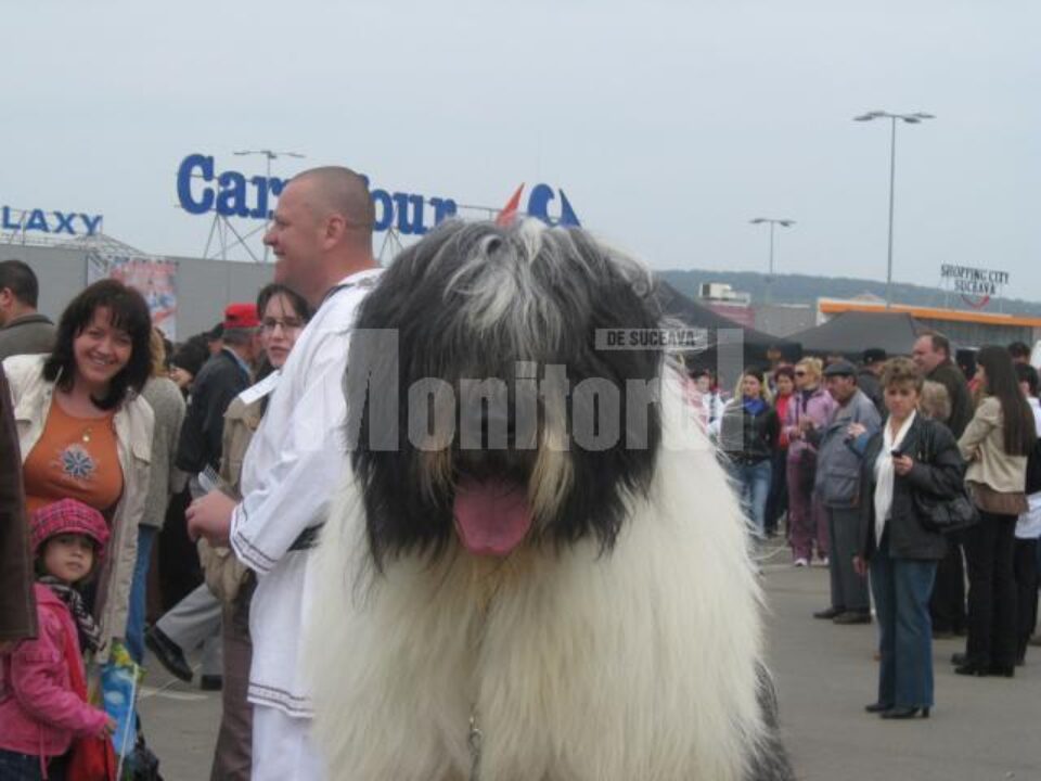 Câinii Ciobănești, vedetele concursului de la Shopping City Suceava